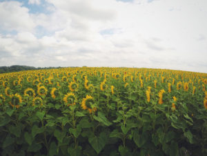 field of sunflowers - des moines drug rehab