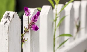 close up of white picket fence