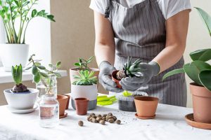 Stress and Addiction Recovery, person in apron planting succulents in small pots - stress - COVID-19