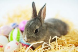 bunny in straw nest with Easter eggs