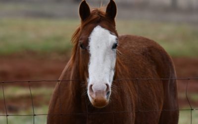 Equine Therapy Program for Addiction Recovery